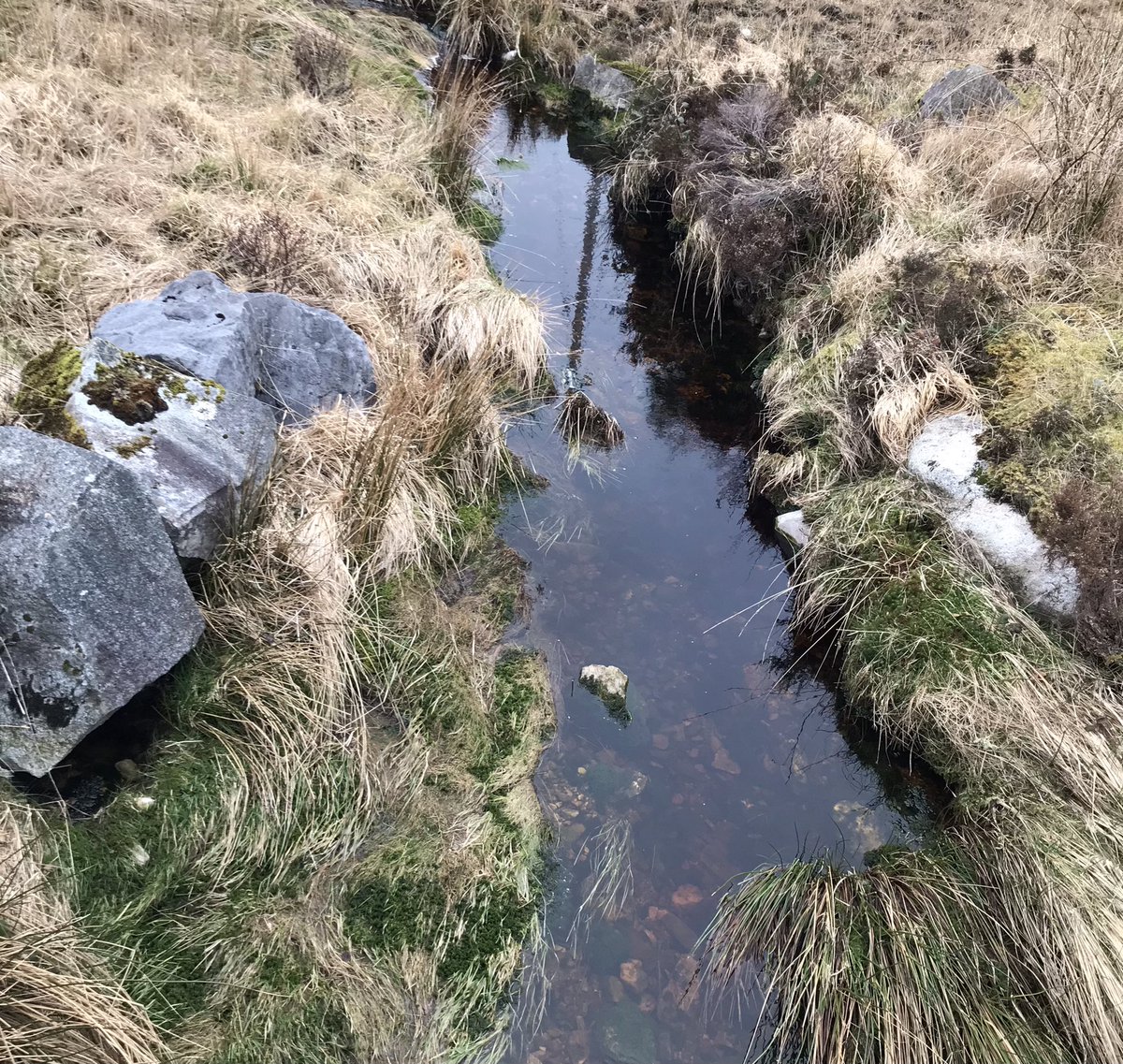 eacbhaile29's tweet photo. Lá 62 #100daysofwalking #folláine #conamara #6km #fraoch #fás Tirim ach fuar. #SnaG21 #SeachtainNaGaeilge Imíonn an tuirse is fanann an tairbhe 😊 https://t.co/UhSKmA1F7d