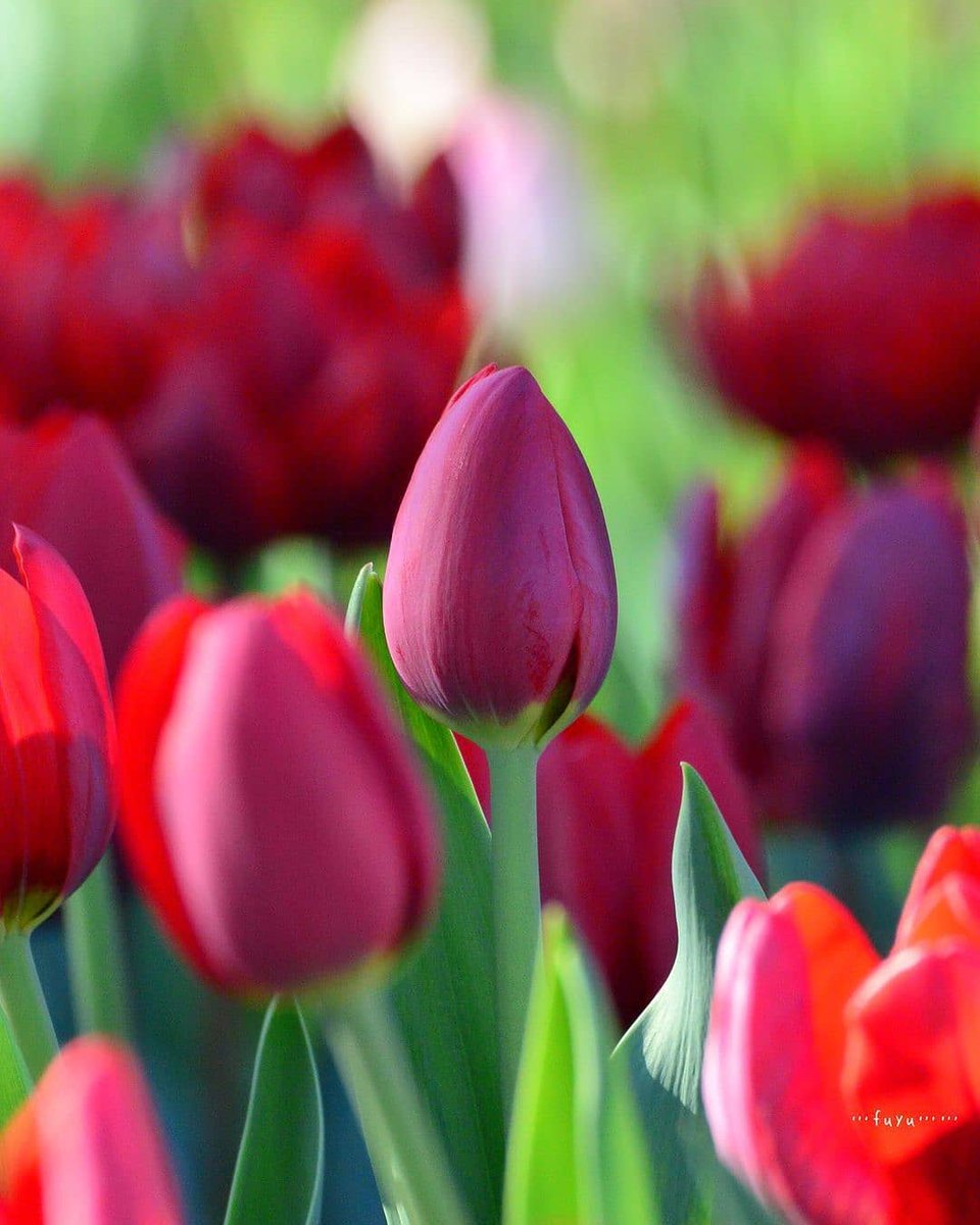 Hıyatat-ı kâmile-i muhita-i san'at.

Yani; Sanatın bütün mükemmelliklerini kapsayan kusursuz terzilik.