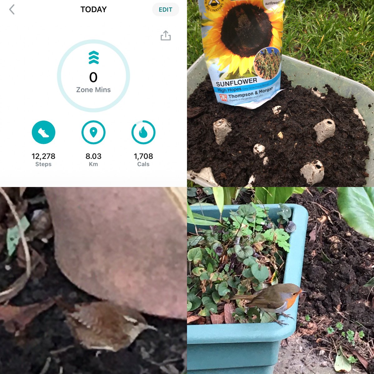 #CBwellbeing  Two little buddies  the wren and the robin helped sow some sunflower seeds called ‘high hopes’ very apt. Sunflowers turn their faces to the sun for energy. In the absence of the sun they turn to face each other. Just as we are at the moment. Also Made my steps 😁
