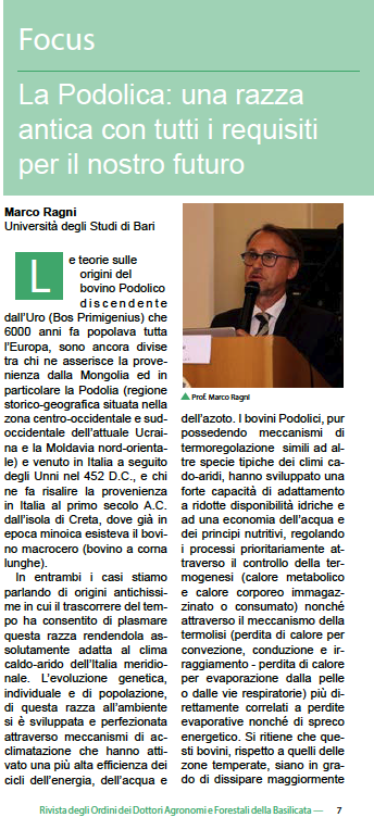 articolo sulla Podolica - agronomiforestalipotenza.it agronomimatera.com