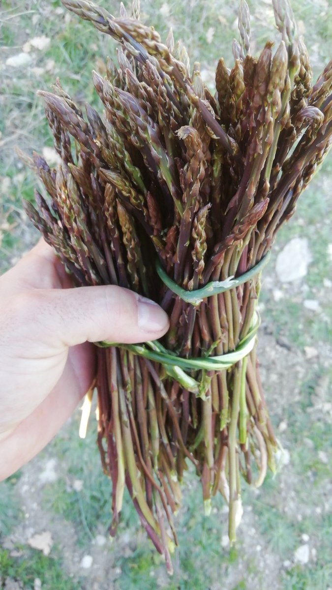 Primi fiori primaverili!
#asparagus #asparagi #mottamontecorvino #montidauni #montidaunisettentrionali #daunia #puglia