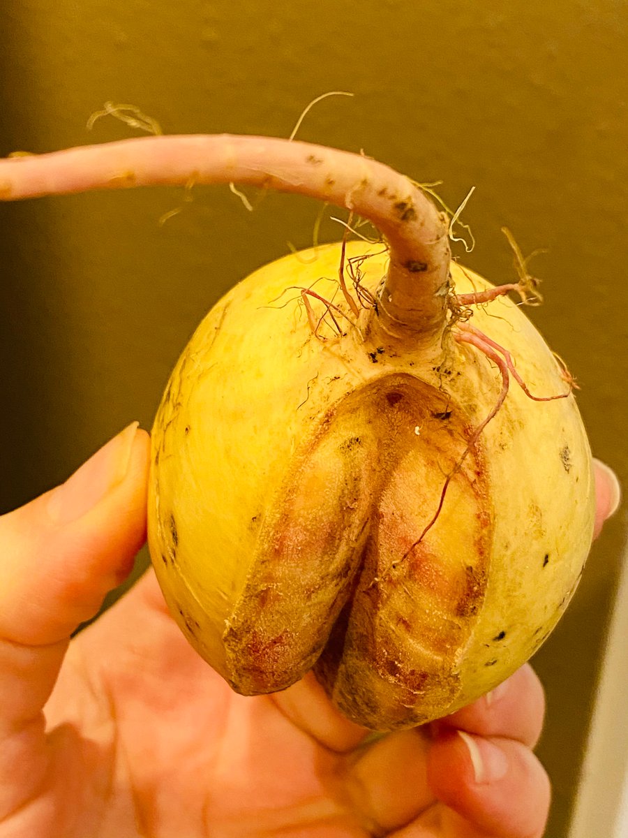 1fatbutt's tweet photo. Ordered watermelon radishes from @imperfect_foods &amp; was able to convince my kiddo we were going to eat rat tails. Came across this beauty &amp; traumatized the child with the thought of eating rat butt. 🐀🍑🤤 https://t.co/Hucogxc1zj
