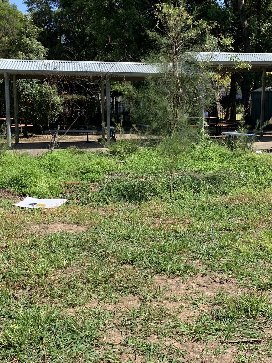 Wilkins Primary School STEM (@wilkinspsstem) on Twitter photo Our #loveyourlocals project in action. Stage 3 mulching, weeding and planning a new space for our local wildlife <a href="/NSWEducation/">NSW Dept of Education</a> <a href="/WilkinsPublic/">Wilkins PS</a> <a href="/BackyardBuddies/">Backyard Buddies</a> <a href="/BirdlifeOz/">BirdLife Australia</a> Our #loveyourlocals project in action. Stage 3 mulching, weeding and planning a new space for our local wildlife <a href="/NSWEducation/">NSW Dept of Education</a> <a href="/WilkinsPublic/">Wilkins PS</a> <a href="/BackyardBuddies/">Backyard Buddies</a> <a href="/BirdlifeOz/">BirdLife Australia</a>