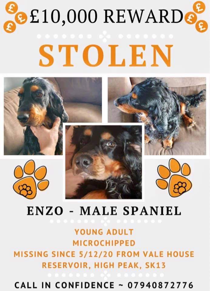 What a handsome boy!! I'd want to keep him too but he's not mine. He definitely isnt yours either! How would you feel if someone spirited away a member of your family? Then do the right thing and bring Enzo home 🙏🐾 #findEnzo @Lorrain90964806 @BethRees2 @AlanDaffern @RossKemp