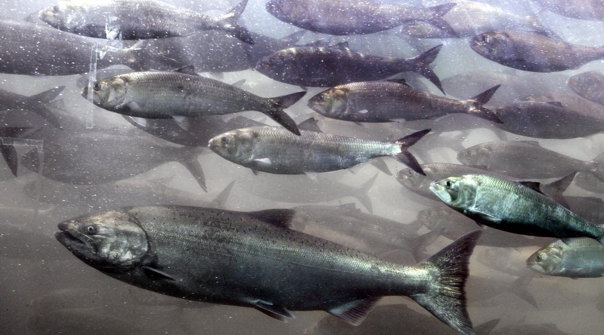ForestServiceNW's tweet image. Educating children about the aquatic world is so important.  Through partnership w/@SalmonWatch 1,000's of kids learn about the return of salmon to our streams to spawn each year. The goal is to build a community who cares about protecting aquatic environments. #WorldWildlifeDay