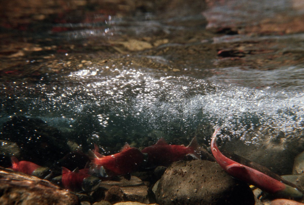ForestServiceNW's tweet image. Educating children about the aquatic world is so important.  Through partnership w/@SalmonWatch 1,000's of kids learn about the return of salmon to our streams to spawn each year. The goal is to build a community who cares about protecting aquatic environments. #WorldWildlifeDay