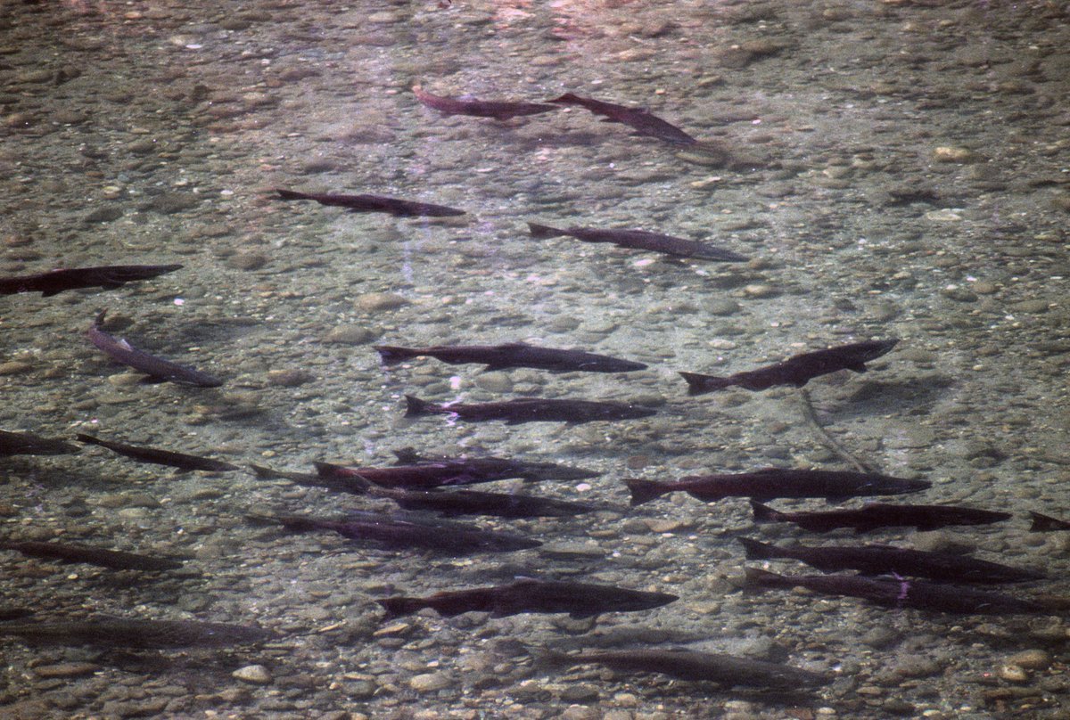 ForestServiceNW's tweet image. Educating children about the aquatic world is so important.  Through partnership w/@SalmonWatch 1,000's of kids learn about the return of salmon to our streams to spawn each year. The goal is to build a community who cares about protecting aquatic environments. #WorldWildlifeDay