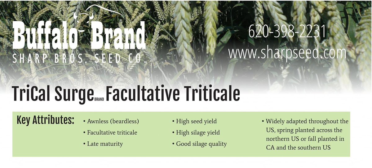 sharp_seed's tweet photo. Failed Wheat Acres? 😔🌾

We have other options available for your ground! Give us a call about our Spring Triticale, Spring Oats, or Spring Barley. 

📞 620-398-2231 https://t.co/FeEFm5SBJO