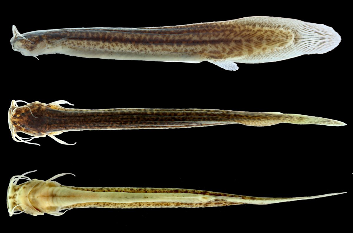Do you believe that a vertebrate can live in this tiny and shallow #freshwater pool? Here is the miniature #fish Listrura depinnai, endemic to RS, Brazil, discovery some years ago in a wetland #forest of a Conservation Unit. Happy #WorldWildlifeDay!
doi.org/10.1643/CI-13-…
