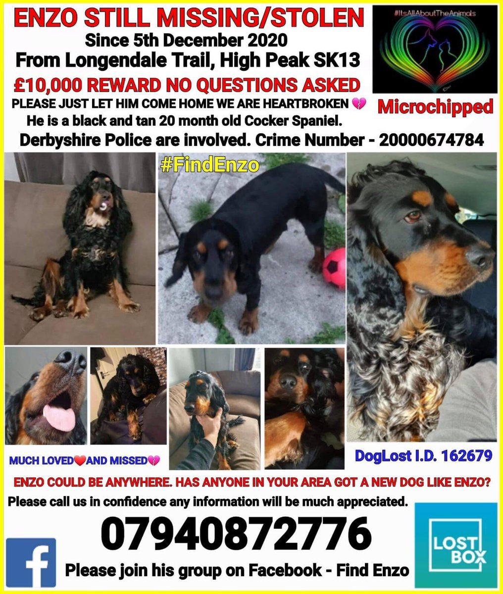 #findEnzo THATS ME - I’m missing my family so much, the cuddles/tummy rubs MY FAMILY ARE TRYING SO HARD TO FIND ME...posters on 🌲 HUGE BANNERS UP/ I’ve a special group BUT nothing seems to be working THEY JUST NEED ME HOME do u know where I am? £10,000 reward offered #SK13