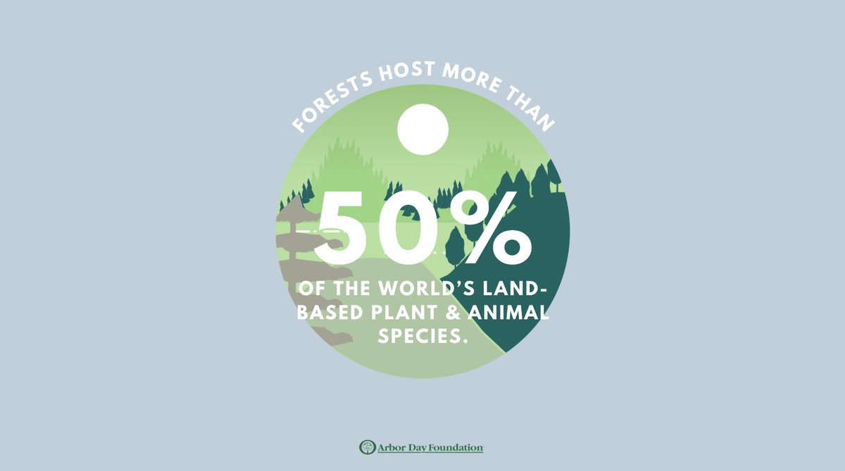 arborday's tweet image. Happy #WorldWildlifeDay! The restoration of our wildlife reminds us how important it is to protect our forests and continue to plant trees 🙌 Let&apos;s do our part, there is no Planet B. #TimeForTrees