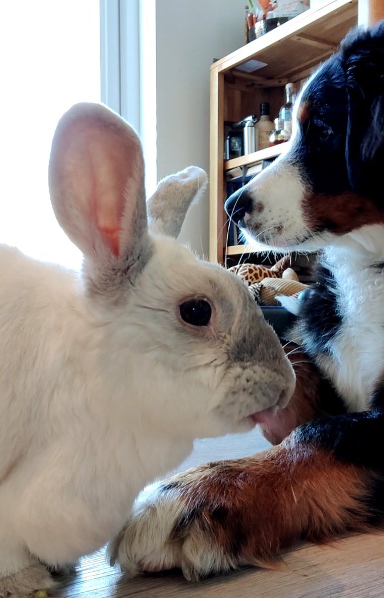 Wanted to take a selfie of my beautiful contours and this Fluffy MacLongEar hops in front of me and sticks her tongue out! 🙄🙄😏😏🐶💕🐰 #puppy #puppylove #selfie #selfiefail #dogs #rabbit #bestfriends #bernesemountaindog