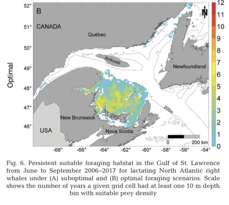 SFortuneSea's tweet image. More evidence that North Atlantic right whales are living on the energetic edge—especially lactating females 

int-res.com/articles/esr20…  @ESR_IR @DFO_Science @UBCoceans