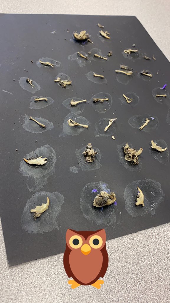 Science lab for the win! Egagrópilas de Búhos! Owl Pellets! 🦉 <a href="/NISDScience/">NISD Science</a>