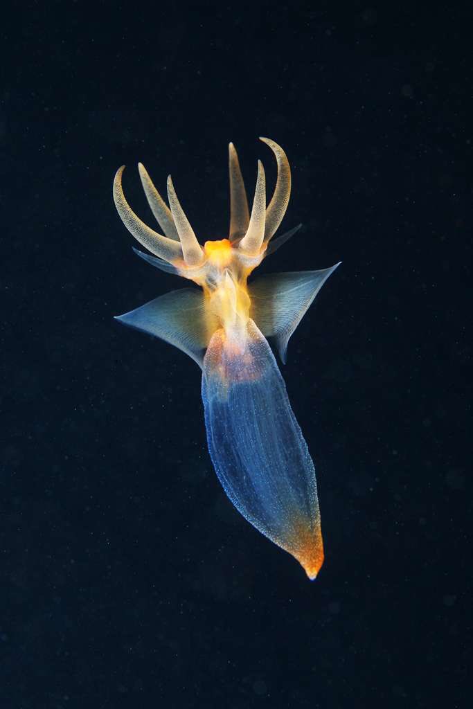 MagazineWaara's tweet photo. ⚜️𝐂𝐔𝐋𝐓𝐔𝐑𝐄⚜️
Il existe des espèces uniques, rares voire précieuses dans le milieu aquatique.
"Clione limacina" de son nom scientifique, est un ange de mer avec une apparence particulière ne laissant personne indifférent...https://t.co/8xUfQqnTMK https://t.co/X14VBUPqwy