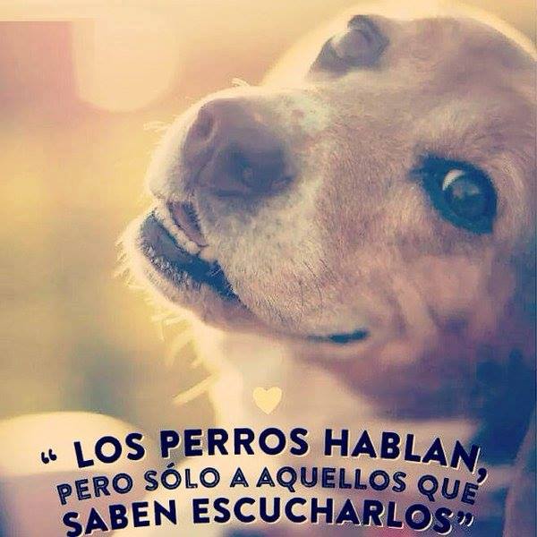 GEDVAnimal's tweet photo. "Los Perros hablan ... " https://t.co/LICel9Q86N
