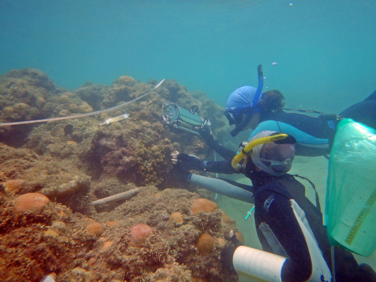 Marine Ecology Lab UFRN | Brazil (@marineecobr) on Twitter photo In the last two days our <a href="/PPGECOUFRN/">Pós Graduação em Ecologia - UFRN</a> students were exploring #coral #seaweed interactions using #divingPAMII! Can this outcome be beneficial for corals? This is one of @inagakikelly PhD questions. Keep up with us and let's figure this out! 🤓 In the last two days our <a href="/PPGECOUFRN/">Pós Graduação em Ecologia - UFRN</a> students were exploring #coral #seaweed interactions using #divingPAMII! Can this outcome be beneficial for corals? This is one of @inagakikelly PhD questions. Keep up with us and let's figure this out! 🤓