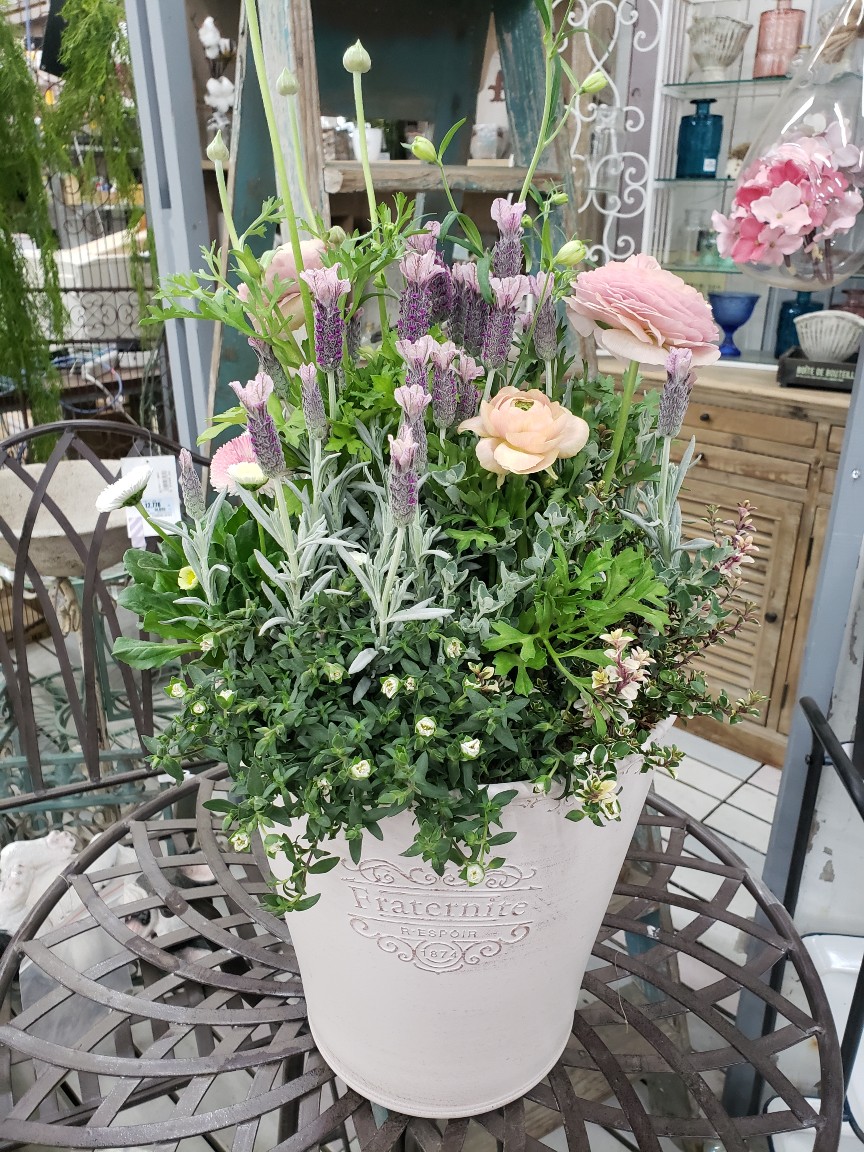 ジョイフル本田 ガーデンセンター ガーデンセンター守谷店 本日の寄せ植え フレンチラベンダーをメインにリーフと小花を添えて シルバーリーフのフレンチラベンダー プリンセスゴースト にニュアンスカラーのラナンキュラスをあわせました 寄せ植え ジョイフル本田 ガーデンセンター ガーデンセンター守谷店 本日の寄せ植え フレンチラベンダーをメインにリーフと小花を添えて シルバーリーフのフレンチラベンダー プリンセスゴースト にニュアンスカラーのラナンキュラスをあわせました 寄せ植え