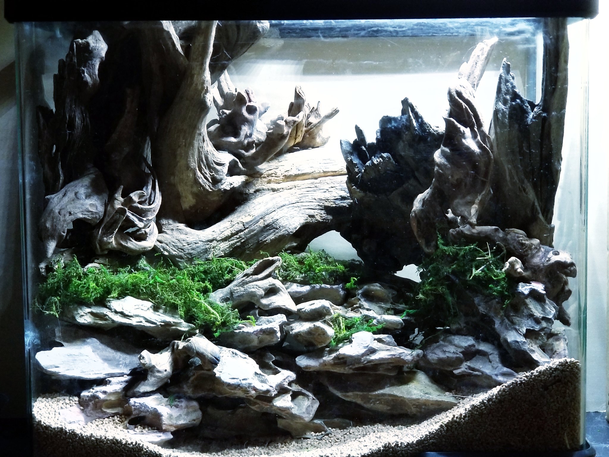 夜都虹 Yokko 水槽でレイアウト して遊ぶ 夜な夜なレイアウト レイアウト アクアリウム Aquarium 気孔石 流木 たのしいことさがし ジオラマ 風景 私の世界観 ファインダー越しの私の世界 写真で伝える私の世界 T Co