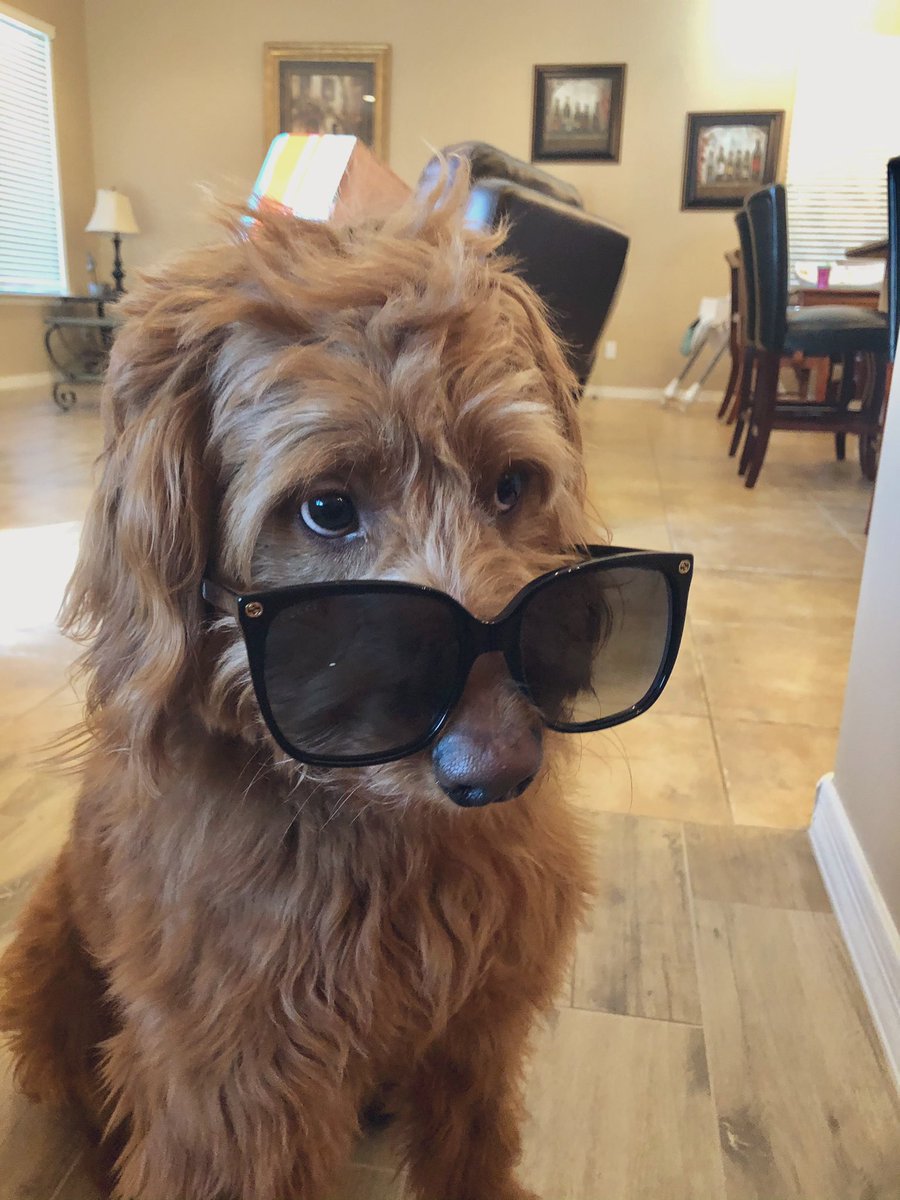 LoganBrooke_'s tweet photo. Gucci done got himself a pair of Gucci glasses😎 https://t.co/qMo3c1PUhz