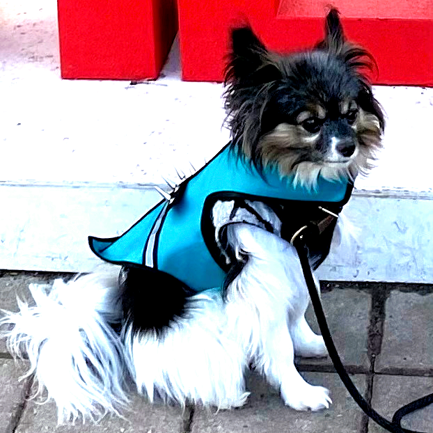 CoyoteVest's tweet photo. Want to enjoy a safe walk? Sport a SpikeVest! 🐕 
#walkyourdogs #dogwalk #walktimeisthebesttime #dailydog #ilovemydog #petprotection #dogvest #spikevest #coyotevestconfidence #papillondog #papillonlove #papillons #papillon #sydney https://t.co/KUUUMtziRD