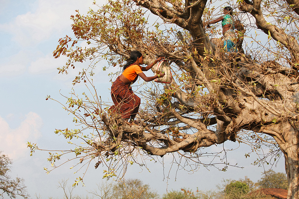 NiaTero's tweet photo. World Wildlife Day 2021: Learning from Indigenous peoples and local communities to restore our relationship with nature https://t.co/weWH2qx0tY 

📷: Baiga women collecting leaves. Credit - ephotocorp

#ForestsPeoplePlanet #WWD2021 #WorldWildlifeDay #WWD #LBO2 #ForNature https://t.co/datuMpqOVq