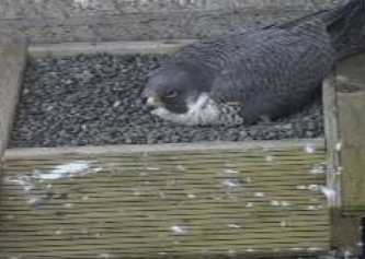 1201 Third tweet media