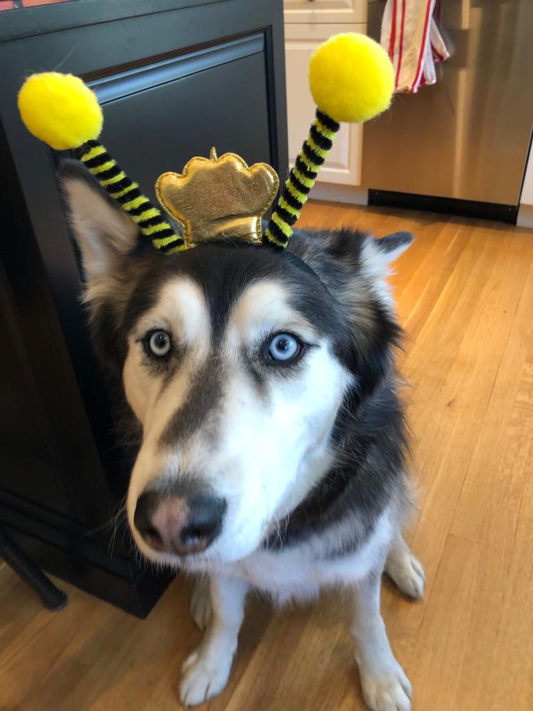 TheWFEE's tweet photo. The Bee in a Bags have been delivered. Thanks to everyone who is playing, even our canine friends https://t.co/vEHRErTxNx