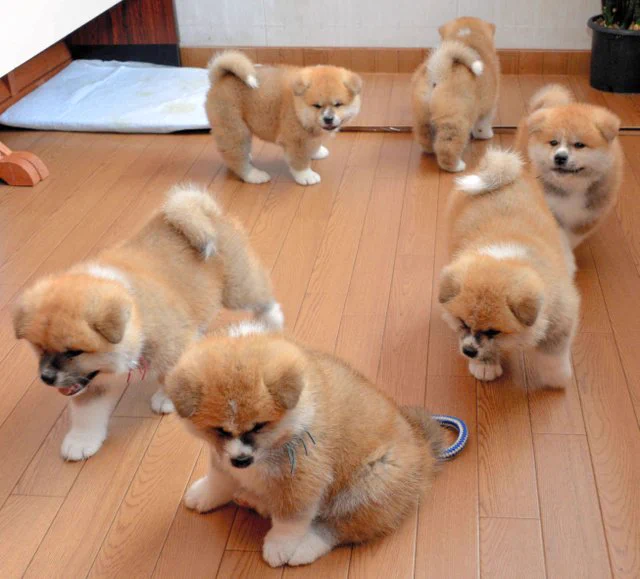 @Egnatius7 東北六県
五県は東京見てるけど、青森だけ北海道を見つめてる。 