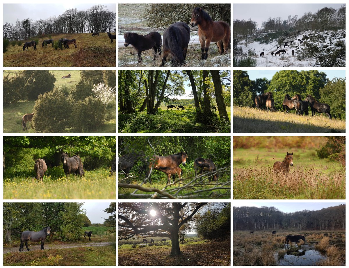 Morten DD tweet media