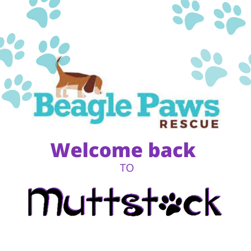 Muttstock tweet media