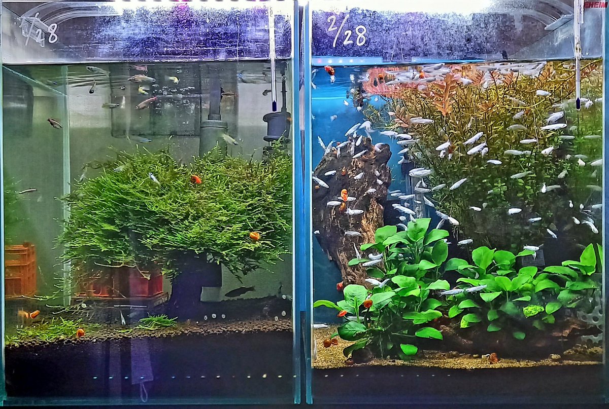 盆栽流木 盆栽流木