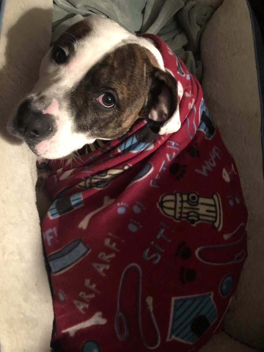 ZevonK's tweet photo. @CaylieShafer She’s the sweetest 🥰 https://t.co/rrISJ4Pqtm