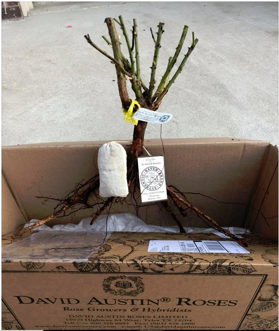 GreenSoil's tweet photo. #HavenBrand start your #garden off right, feed your #soil our premium soil conditioner tea. Free S/H at https://t.co/aBrJV1Qie6
#seeds #bulbs #succulents #cactus #roses #familyowned #orchids #iris #moopootea #indoorplants https://t.co/TErEPvPJVc