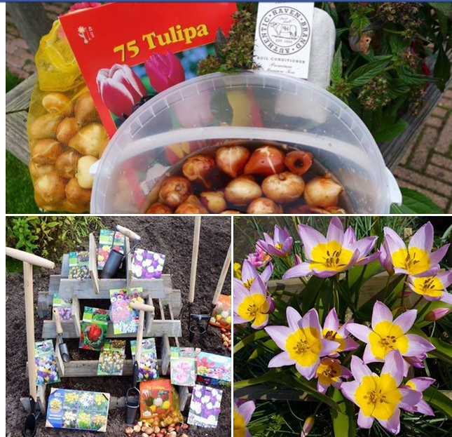 GreenSoil's tweet photo. #HavenBrand start your #garden off right, feed your #soil our premium soil conditioner tea. Free S/H at https://t.co/aBrJV27T5E
#seeds #bulbs #succulents #cactus #roses #familyowned #orchids #iris #moopootea #indoorplants https://t.co/lzfhwp1pmL