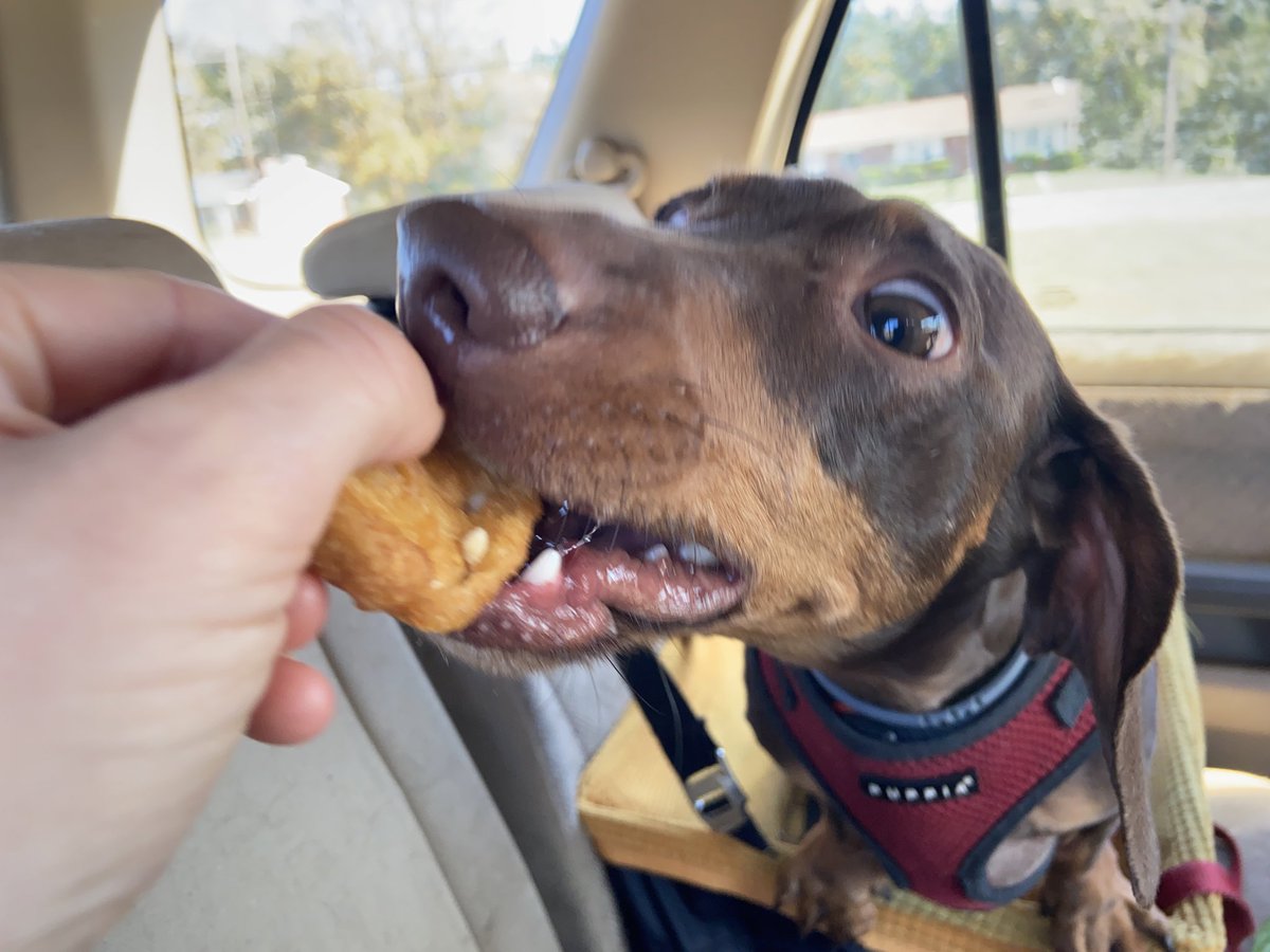 every day he wakes up hopeful that today will be a chicken nugget day (november 1, 2019)