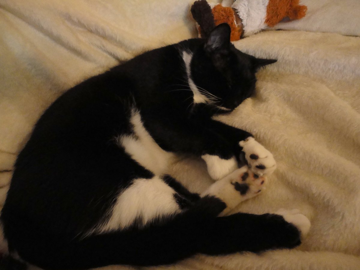 MrMoustacheCat's tweet photo. HI MOGYOGGIES! NEXT #MOGYOG POSE ON MON 5 APRIL at 8pm UK time is #TOUCHTOES! 😺🐾🧘‍♂️

Fur dis pose u gradually bend to touch ur toes wiv ur paws.🐾
Da pose is great fur arms, legs an spine an fur increasing suppleness an flexibility! 😸
Here I show u 3 demos of #touchtoes! 😺🐾💖 https://t.co/0OcjLHruY6