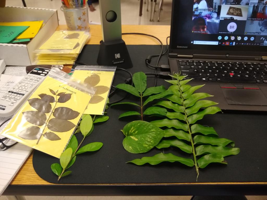 batool_attiya's tweet photo. Today we dived deep into learning about describing leaves based on their shape, margins, and alignment on a twig. Glad to say that at least half of my students are ready to start their own leaf collection. Let's see how it goes! #Science https://t.co/X0fXHT19lc