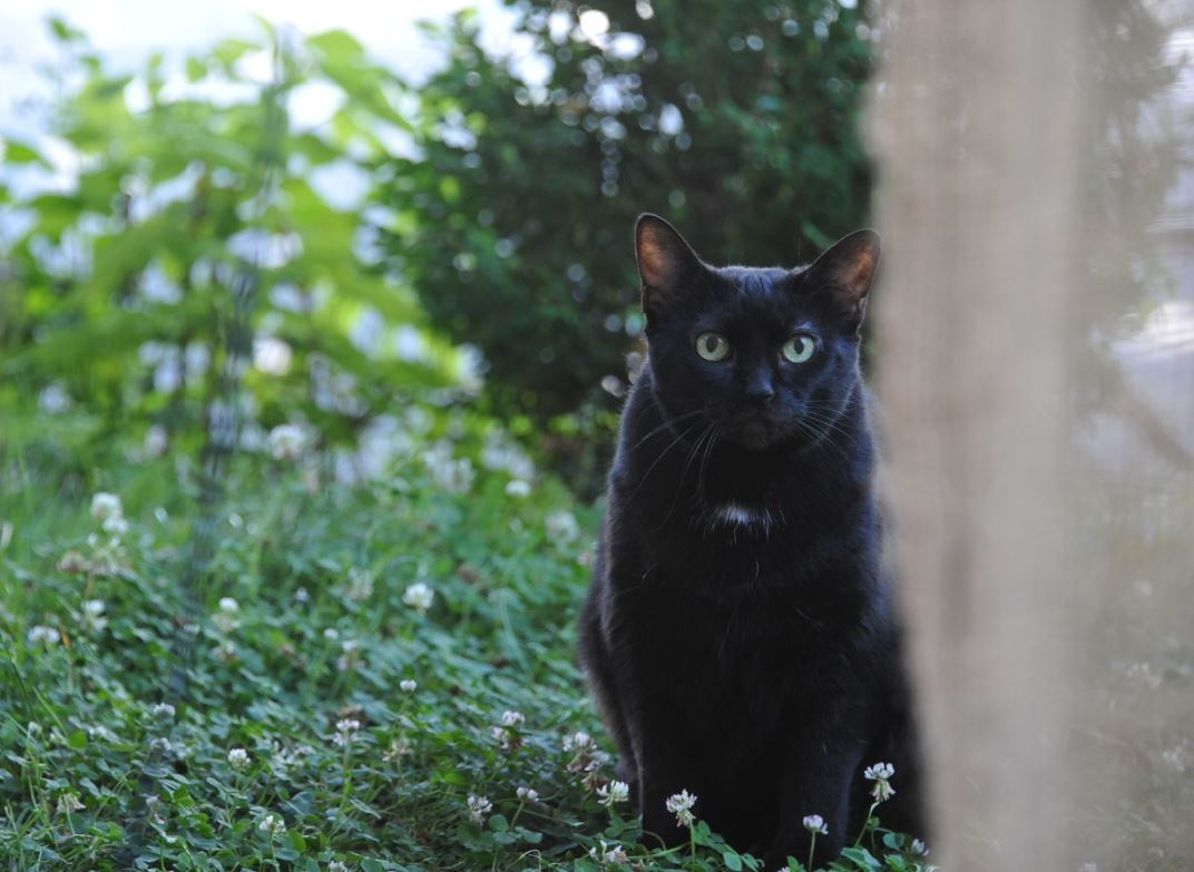 Bill_Owen's tweet image. CAtifying an Ikea pine shelf unit today. Great fun.
#LockdownProjects Just like this one.
I made some mods before but one of our cats, Isis, is getting old and needs a ramp to her apartment.