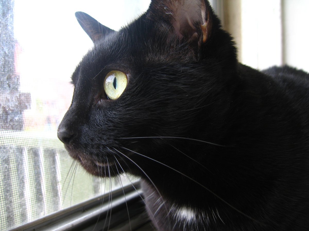 Bill_Owen's tweet image. CAtifying an Ikea pine shelf unit today. Great fun.
#LockdownProjects Just like this one.
I made some mods before but one of our cats, Isis, is getting old and needs a ramp to her apartment.