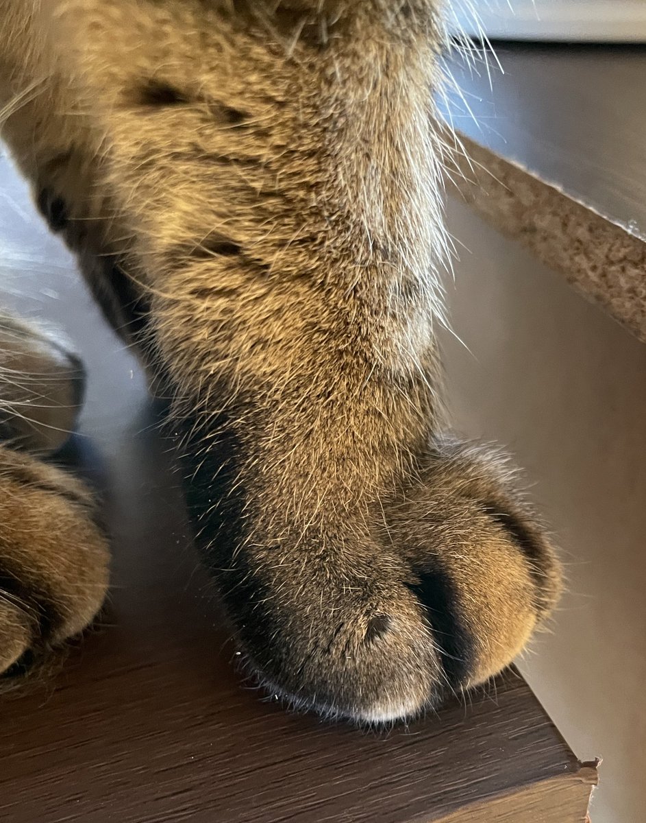 台所は立ち入り禁止だとわかっているのでふすまにスリスリする猫さん その先のお風呂場には行きたくない猫さん Togetter 台所は立ち入り禁止だとわかっているのでふすまにスリスリする猫さん その先のお風呂場には行きたくない猫さん Togetter