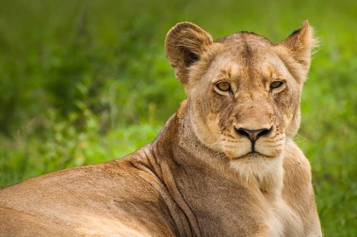 jlnu_cameroun's tweet photo. As commemorating the #WorldWildlifeDay2021 &amp; Africa Environment Day, few questions
1.Are we doing much to capacitate the communities that live with or adjacent to wildlife areas ?
2 Are we doing much to replenish &amp; conserve #forests, land, #water &amp; air...?
#NewDealForNature https://t.co/GrTJyLW8Iw