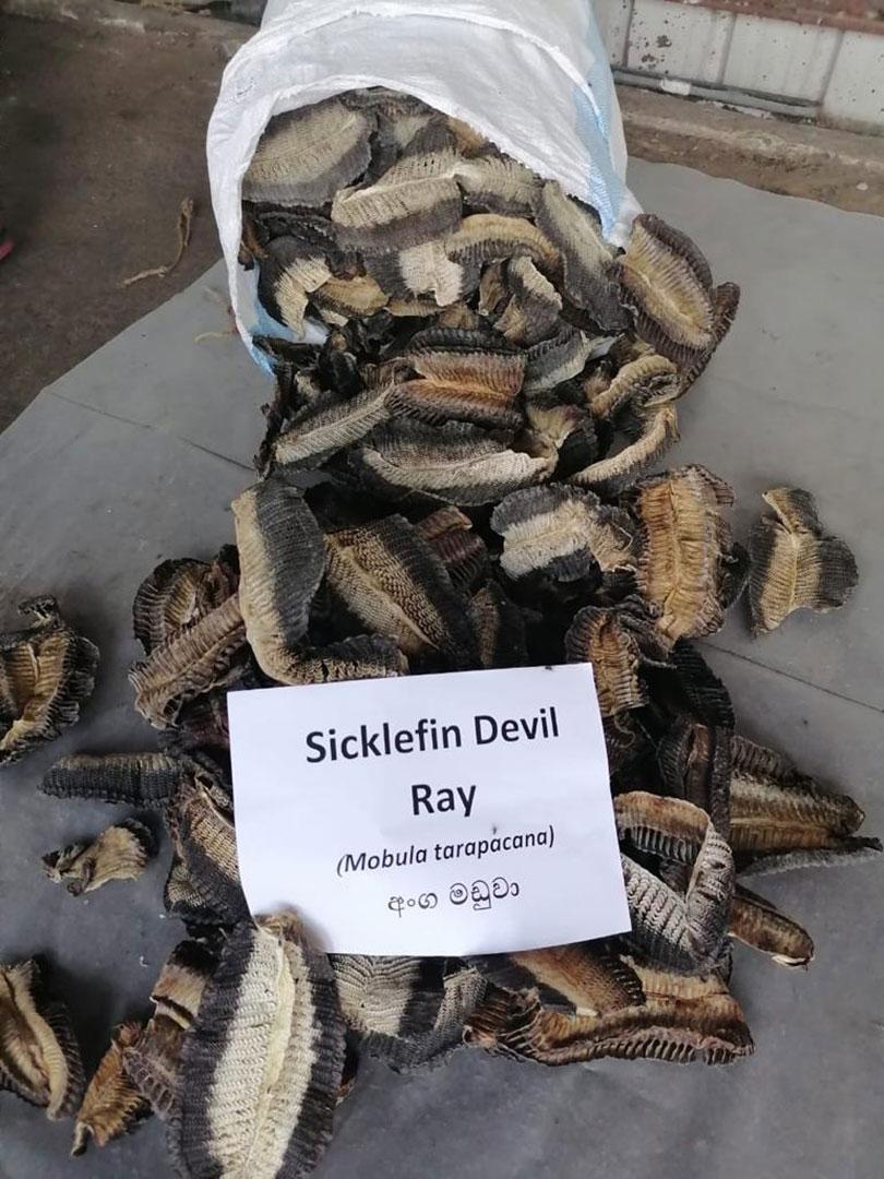 Great work <a href="/chkaushalya/">Hasantha Kaushalya</a>, this has made my day! What a landmark seizure, you should be very proud👏👏 
Looking forward to continuing &amp; strengthening cooperation between the Container Control Programme &amp; Sri Lanka Customs in the fight against #WildlifeCrime!🇺🇳🇱🇰🦈#WorldWildlifeDay