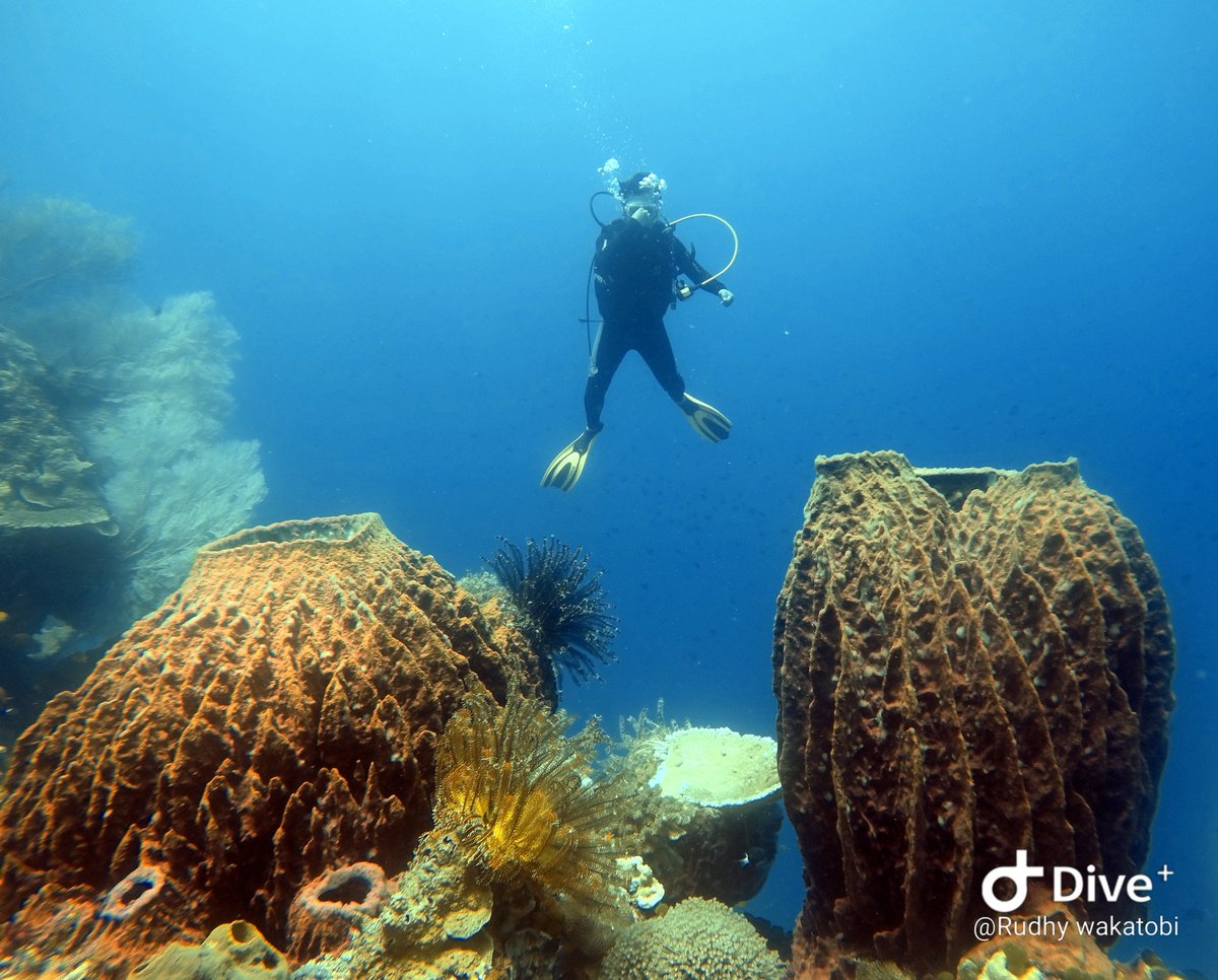 Rudhy_wakatobi's tweet photo. Excuse my style because I'm just a rookie🤣🤣
#trydive #wakatobidivingholiday #scuba #scubadiving #divetrip https://t.co/lNIWflshXN