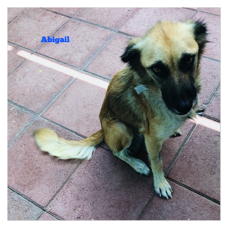 Casibari77's tweet photo. Send prayers &amp; good vibes Aruba way! These 3 rescued beauties are leaving the island via cargo tomorrow, heading for homes in NY - a huge feat! @RaokRaven @KarenSConniff @TheMike_Woodard @the4nobletruths @Bfree1966 @MoishesMom @acevonjohnson @andibeth012 @rudysarzo @glenn_hughes https://t.co/Kvt1SCmfRm