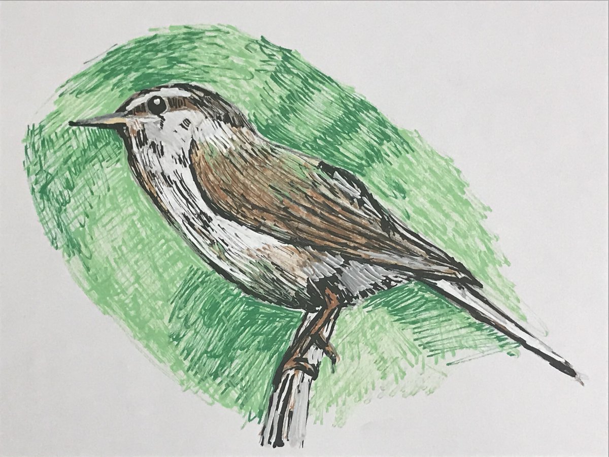 原聡志 على تويتر 今日はウグイスを描きました ウグイスは 春告鳥 はるつげどり ともいわれています 僕の絵はこちらのurlにもございますのでよければご覧ください T Co Uzbnr9gykg 美術 Art Drawing 絵画 鳥 ウグイス うぐいす 春告鳥