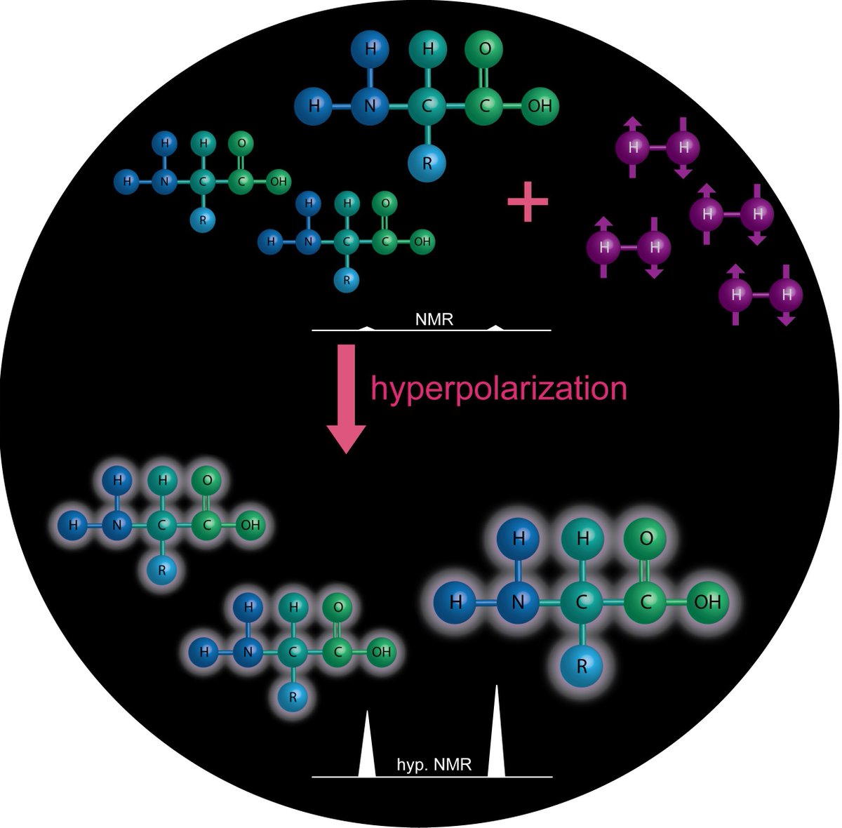 LMMT (@mmt_lab) on Twitter photo Mini-review: Parahydrogen‐Induced Polarization of Amino Acids
onlinelibrary.wiley.com/doi/abs/10.100…
With <a href="/PravdivtsevAN/">Andrey Pravdivtsev</a>, <a href="/JBHoevener/">Jan-Bernd Hövener</a>, Gerd Buntkowsky, Simon Duckett Mini-review: Parahydrogen‐Induced Polarization of Amino Acids
onlinelibrary.wiley.com/doi/abs/10.100…
With <a href="/PravdivtsevAN/">Andrey Pravdivtsev</a>, <a href="/JBHoevener/">Jan-Bernd Hövener</a>, Gerd Buntkowsky, Simon Duckett