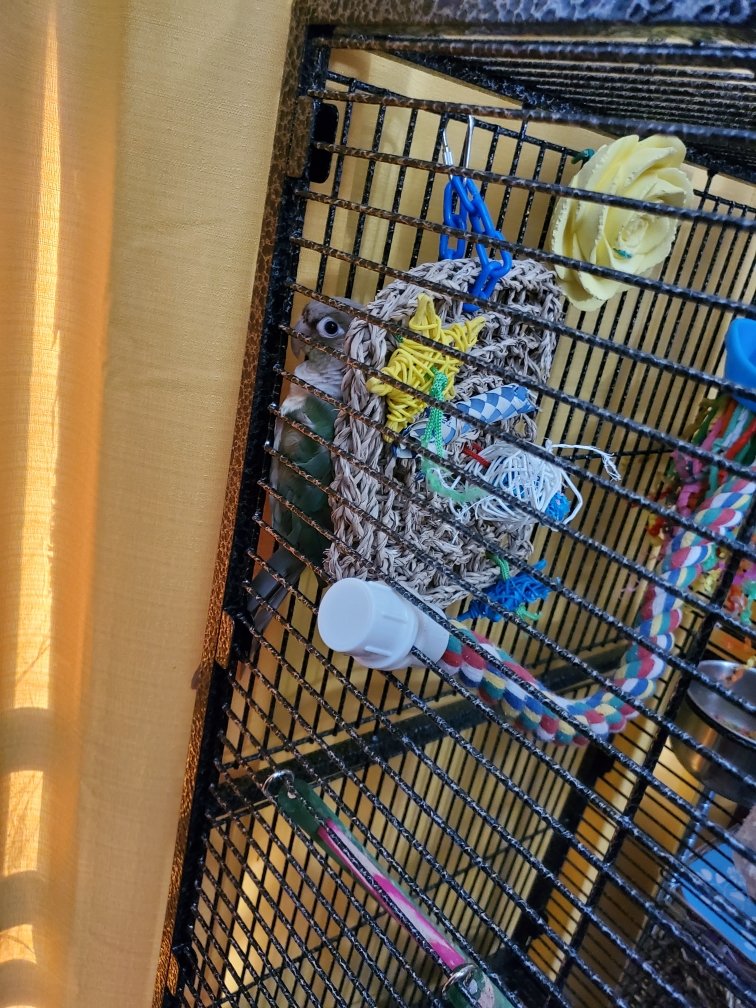 pesto_chicken's tweet photo. Not-Mom came home and found my in my super secret hiding spot. Is good for self administering scritch. https://t.co/bTqI6Yj4uz