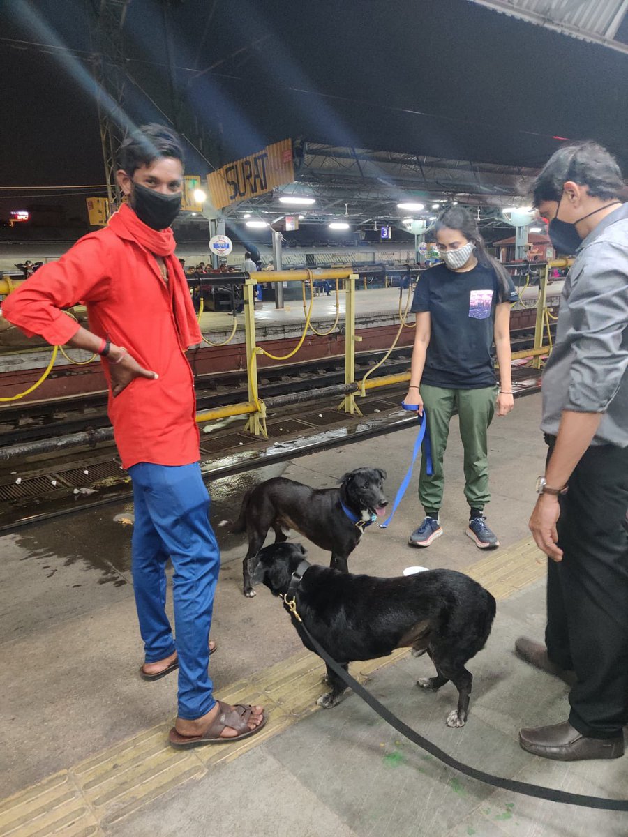 Meghh_P's tweet photo. It’s been a long time coming. 
After 7 year of knowing and loving these boys, I officially adopted Olive &amp; Basil and brought them to #toronto. 

It was a long journey.  A 15 hour train ride followed by a 15 hour flight. #togetheratlast ❤️🥺

#adoptdontshop #indiedog #streetdogs https://t.co/ZfoVRX3WtX