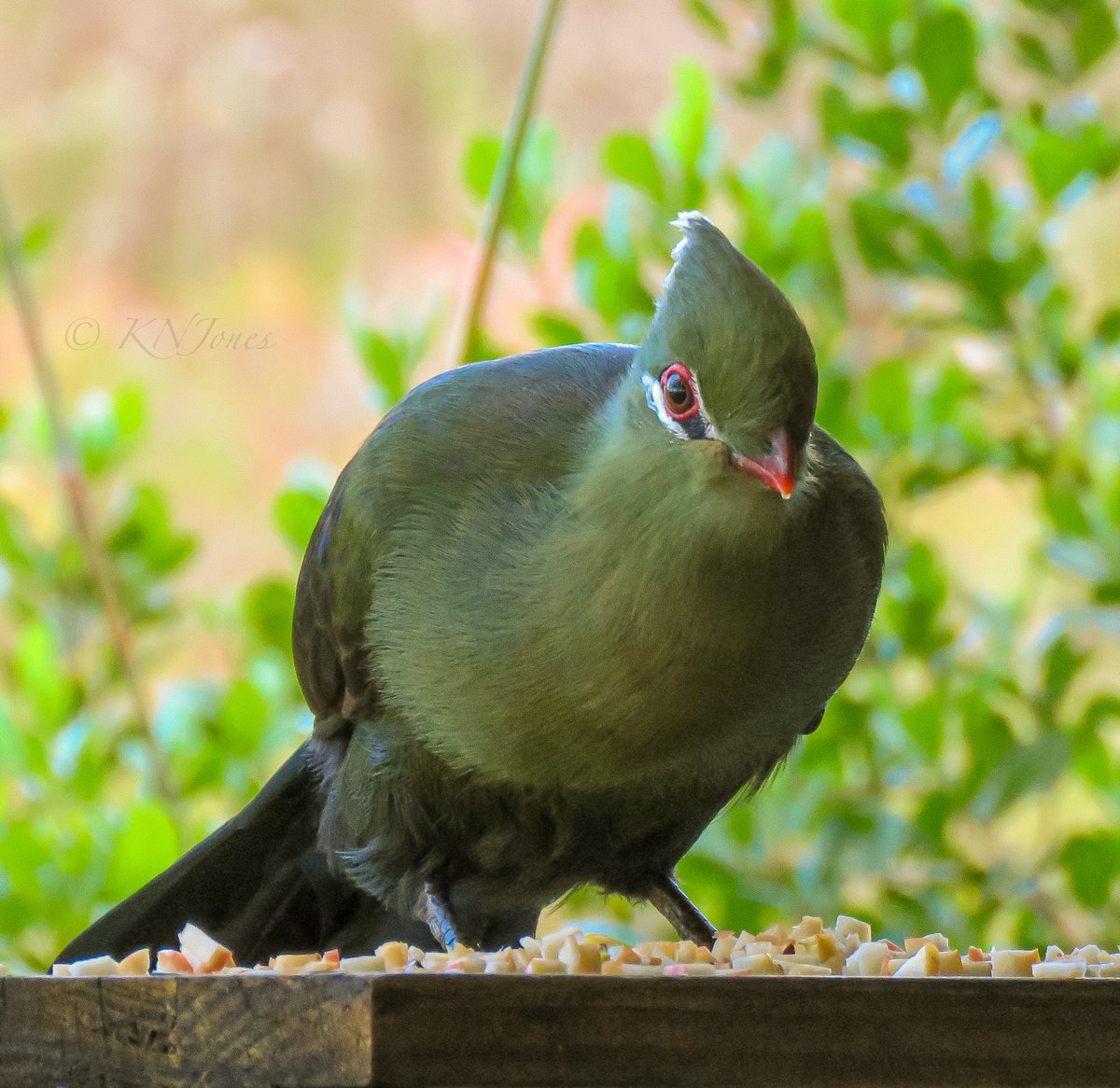 Happy World Wildlife Day! Turacos are one of my favorite bird families, and you can learn a little more about them in my post here:  instagram.com/p/CL-d4EpAgTq/…
#WorldWildlifeDay2021 #wildlifephotography #birdwatching